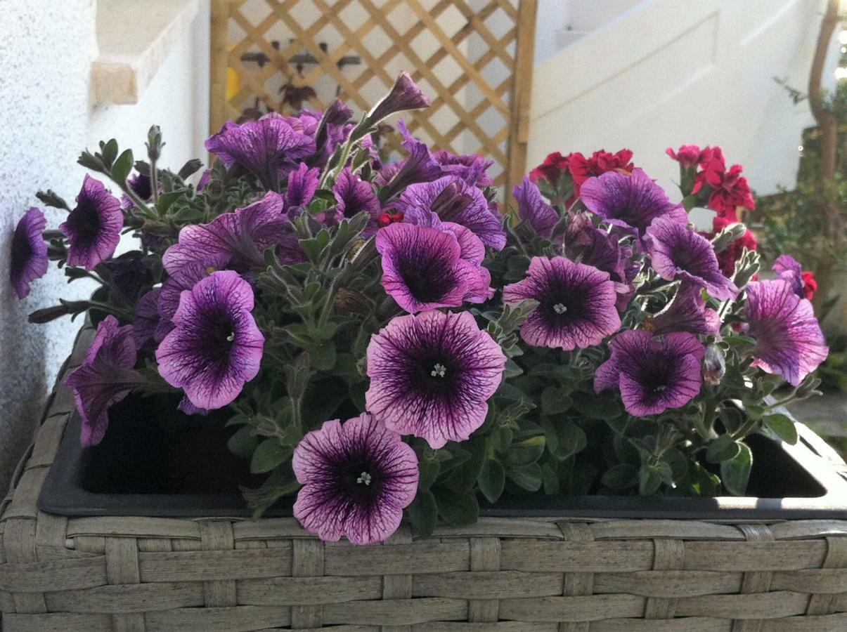 B&B Viadelmare Patù エクステリア 写真